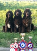 Превью фото № 235839