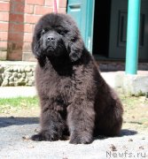 Превью фото № 235854