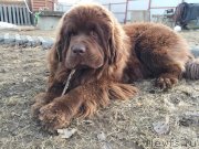 Превью фото № 235870