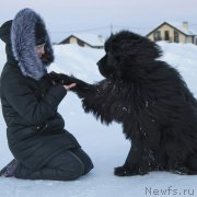 Превью фото № 235927