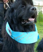 Превью фото № 235958