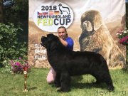 Превью фото № 236000