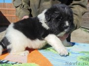 Превью фото № 236001