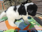 Превью фото № 236003