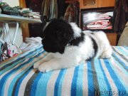 Превью фото № 236008