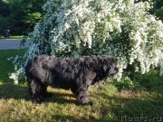 Превью фото № 236010