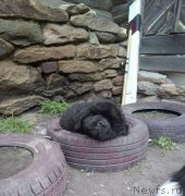 Превью фото № 236031