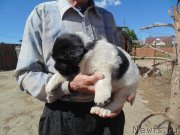 Превью фото № 236044