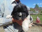 Превью фото № 236046