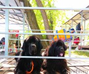 Превью фото № 236093