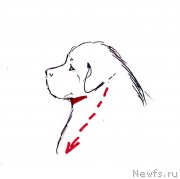 Превью фото № 236119