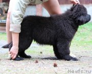 Превью фото № 236121