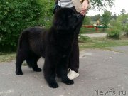 Превью фото № 236142