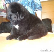 Превью фото № 236159