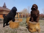 Превью фото № 236194