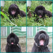 Превью фото № 236292