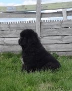 Превью фото № 236379