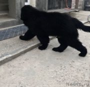 Превью фото № 236414