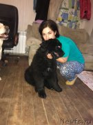 Превью фото № 236415