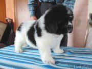 Превью фото № 236416