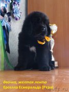 Превью фото № 236434