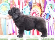 Превью фото № 236485