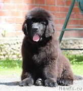 Превью фото № 236513