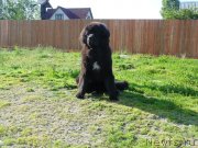 Превью фото № 236525