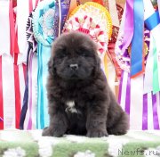 Превью фото № 236546