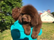 Превью фото № 236671