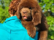 Превью фото № 236674