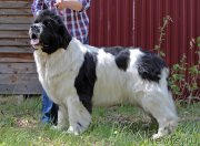 Превью фото № 236703