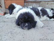 Превью фото № 236716