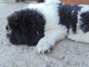 Превью фото № 236717