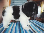 Превью фото № 236720