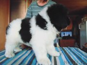 Превью фото № 236722