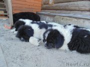 Превью фото № 236723