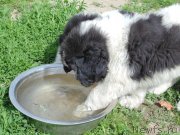 Превью фото № 236740