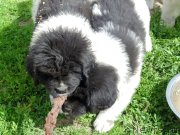 Превью фото № 236742