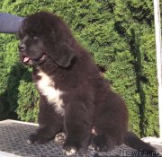 Превью фото № 236769