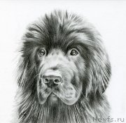 Превью фото № 236884