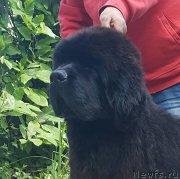 Превью фото № 236933