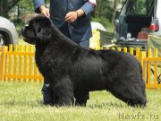 Превью фото № 236942