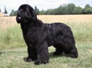 Превью фото № 236943