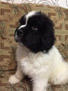 Превью фото № 236968