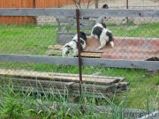 Превью фото № 236975