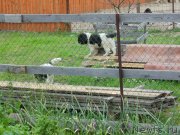 Превью фото № 236976