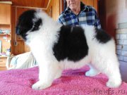 Превью фото № 236979