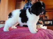 Превью фото № 236982