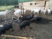 Превью фото № 237021